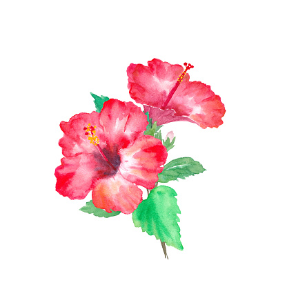 Tropical flower hibiscus. Watercolor illustration trace vector (changeable layout)