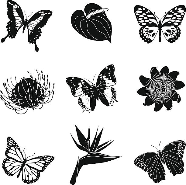 tropical flowers and butterflies Vector illustrations of tropical flowers and butterflies. black and white hibiscus cartoon stock illustrations