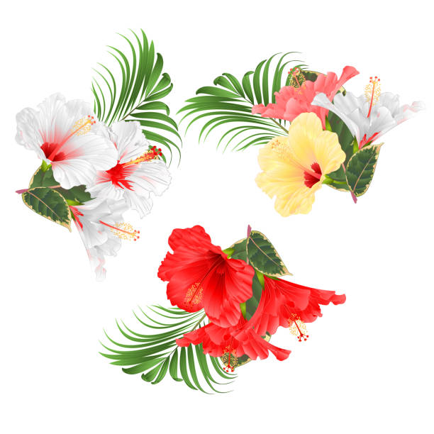 Tropical flowers  floral arrangement, with white red various hibiscus and  ficus and palm set watercolor  on a white background vintage vector illustration  editable Tropical flowers  floral arrangement, with white red various hibiscus and  ficus and palm set watercolor  on a white background vintage vector illustration  editable hand draw angel's trumpet flower stock illustrations