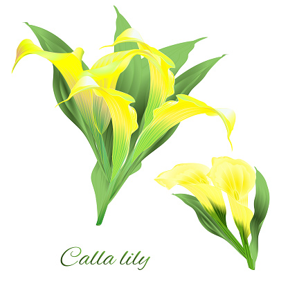 Tropical flowers  floral arrangement, with   yellow lilies Cala set watercolor vintage vector illustration  editable