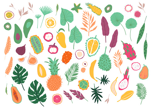 Tropical fruits and jungle leaves collection. Bright and juicy isolated fruits in simple elegant style.