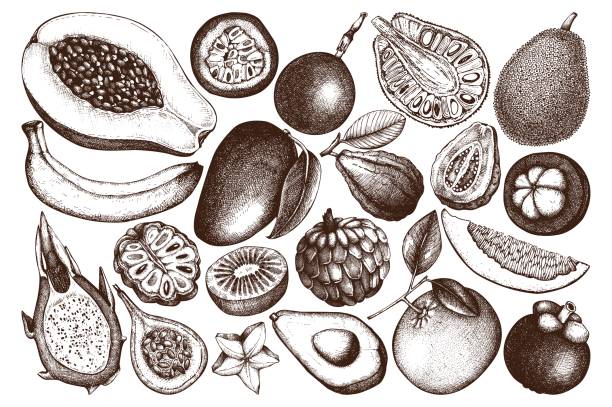 ilustrações, clipart, desenhos animados e ícones de coleção de frutas tropicais - doce de goiaba