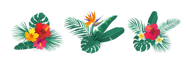 Tropical hawaii flower bouquet vector set. Composition with exotic plants in simple flat style for summer print design. Tropic element isolated on white background Tropical hawaii flower bouquet vector set. Composition with exotic plants in simple flat style for summer print design. Tropic element isolated on white background. bird of paradise plant stock illustrations