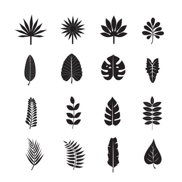 ilustrações de stock, clip art, desenhos animados e ícones de tropical leaf icon - tropical