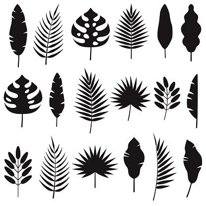 A set of tropical leaf silhouettes. File is built in CMYK for optimal printing. The background is transparent so these can be placed onto any color.