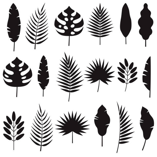 ilustrações de stock, clip art, desenhos animados e ícones de tropical leaf silhouettes set - palmeiras