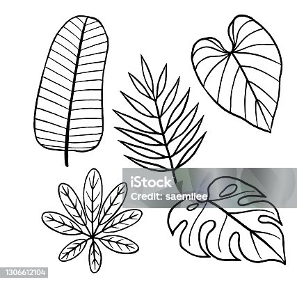 istock Tropical Leaves Drawing 1306612104