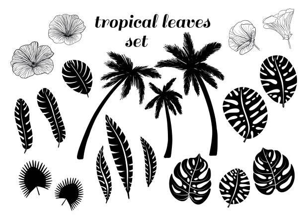 Download Top Hawaiian Flower Outline Cartoons Clip Art, Vector ...