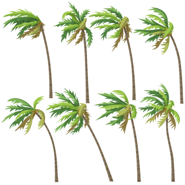 Tropical Palm Trees on Wind Storm Set of palm trees on wind storm isolated on white background. Tropical landscape element design. Vector flat illustration. hurricane storm stock illustrations