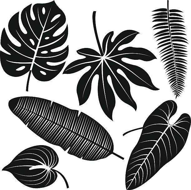 Philodendron Clip Art, Vector Images & Illustrations - iStock
