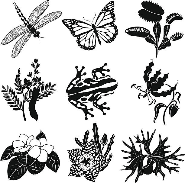 tropical plants and animals Vector illustrations of tropical flowers , insects and a frog: dragonfly, monarch butterfly, Venus fly trap, tamarind, frog, flame lily, African violet, carrion flower and stag horn fern. frog clipart black and white stock illustrations