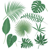 istock Tropical plants 927191192