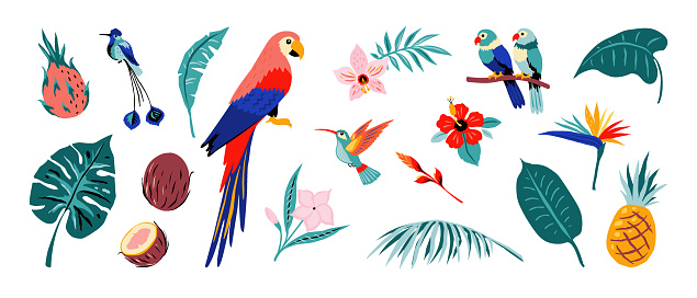 Tropical poster. Jungle flora and fauna. Exotic flowers and fruits, palm or monstera leaves, parrots and hummingbirds. Collection of rainforests plants or animals. Vector nature set
