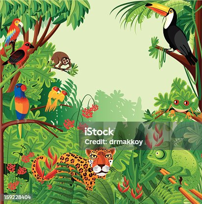 istock Tropical rainforest 159228404