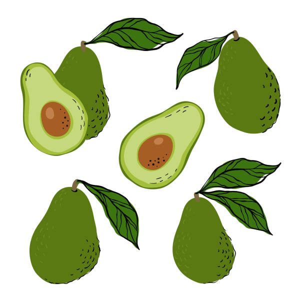 stockillustraties, clipart, cartoons en iconen met tropical set green avocados and avocado slices. hand drawn avocados isolated on white background. for fabric, drawing labels, print, wallpaper of children's room, fruit background - vegan keto