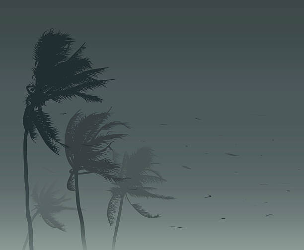 Tropical storm Palm trees in strong wind storm backgrounds stock illustrations