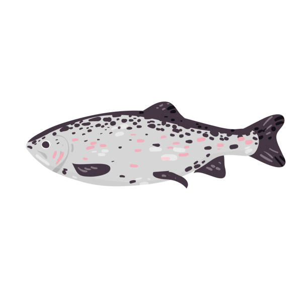 Trout, fish isolated on white vector illustration. Ocean, river fauna design element. Omega source in cartoon style. brook trout stock illustrations