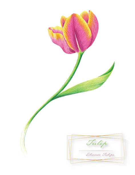 816 Color Pencil Flower Illustrations Clip Art Istock The quality of pencil that you use for your drawings is very important and directly influences your success. 816 color pencil flower illustrations clip art istock