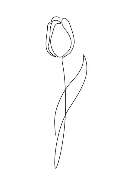 Tulip flower Tulip flower in continuous line art drawing style. Minimalist black linear sketch isolated on white background. Vector illustration flowerbed illustrations stock illustrations