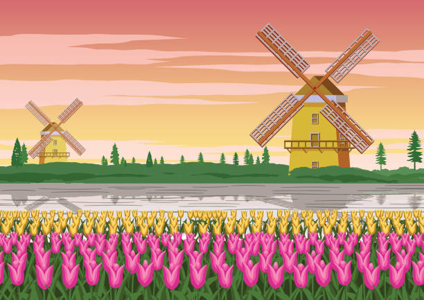 tulip garden,famous symbol of Holland and wind mill around with...