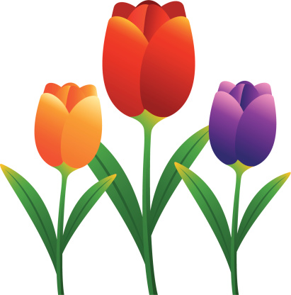 Tulip Stock Illustration - Download Image Now - iStock