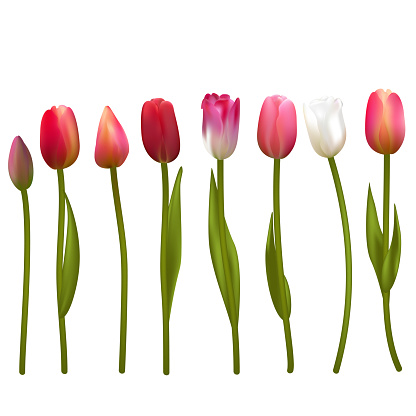Tulips. Spring flowers. Floral background. Vector illustration.