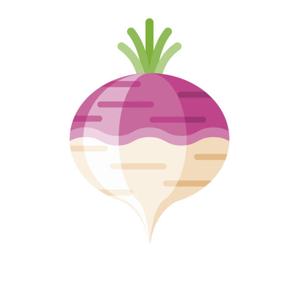 Turnip Flat Design Vegetable Icon A flat design styled vegetable icon with a long side shadow. Color swatches are global so it’s easy to edit and change the colors. File is built in the CMYK color space for optimal printing. turnip stock illustrations