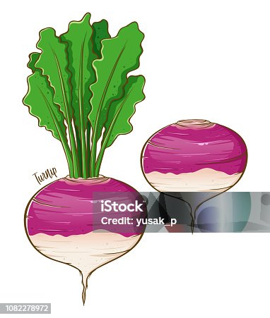 istock Turnip Fresh Vegetable Hand Drawing 1082278972