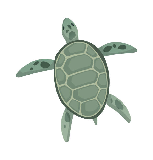 Turtle character. Green sea or ocean tortoise swimming. Wildlife animal in shell. Flat vector illustration isolated on white background Turtle character. Green sea or ocean tortoise swimming. Wildlife animal in shell. Flat vector illustration isolated on white background. stylized underwater nature set of icons stock illustrations
