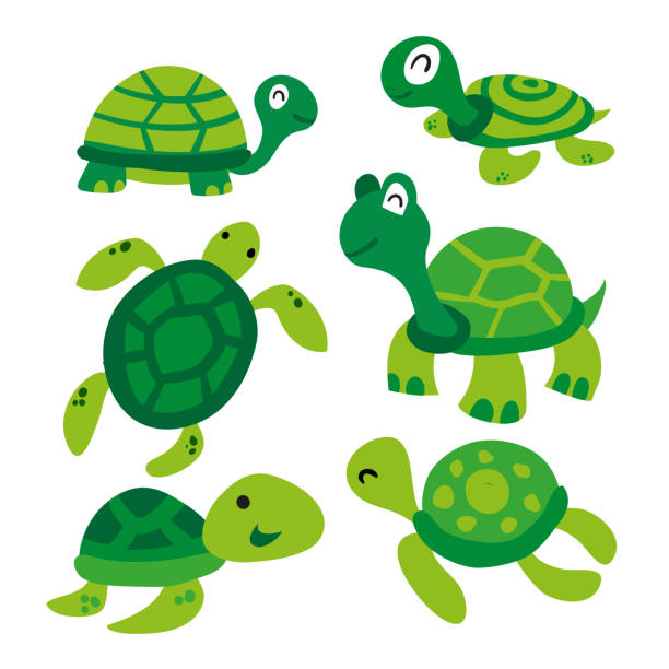 turtle vector collection design turtle vector collection design turtle stock illustrations