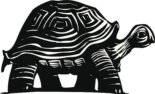 turtle - galápagos stock-grafiken, -clipart, -cartoons und -symbole
