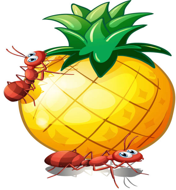 Two ants in a pineapple fruit Two ants in a pineapple fruit on a white background ant clipart pictures stock illustrations