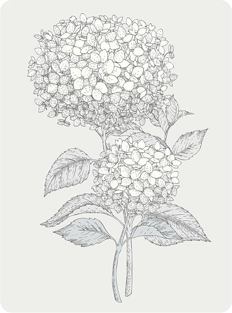two branches of hydrangea Vector design elements. Engravings Hydrangea. hydrangea stock illustrations