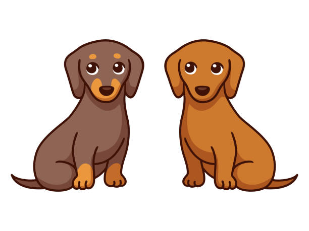 stockillustraties, clipart, cartoons en iconen met twee cartoon dachshunds - twee dieren