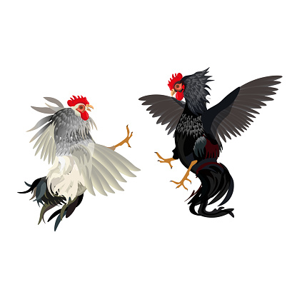 Two cocks fighting