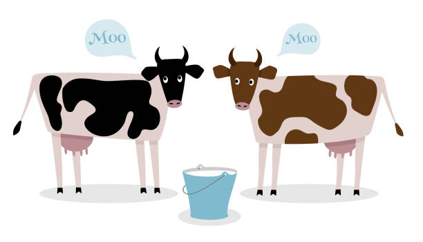 Two cows are standing with a bucket of milk. The black and brown spotted cow isolated on a white background. Farm animals, cattle. Two cows are standing with a bucket of milk. The black and brown spotted cow isolated on a white background. Farm animals, cattle. Vector flat illustration. brown cow stock illustrations