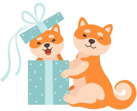 Hai chú chó Shiba Inu dễ thương, một ngồi trong hộp quà, thú ...