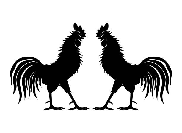 Rooster Fight Vector Art Graphics Freevector Com Fighting rooster illustrat...
