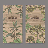 Two labels with Urtica dioica aka common nettle and Angelica archangelica aka garden angelica color sketch. Green apothecary series. Great for traditional medicine, cooking or gardening.