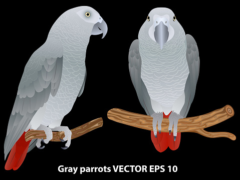 Two realistic african gray parrots (jaco) on branches