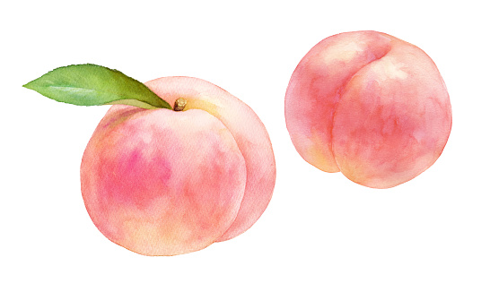 Two ripe juicy peach fruits. Trace vectorer for watercolor illustrations. white peach.