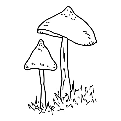 Two Toadstools In The Grass On A White Background Black And White ...