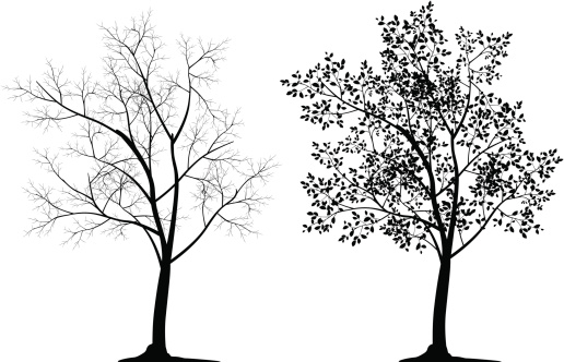 Two tree silhouettes in black on white background