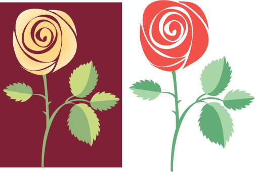 Two vector roses