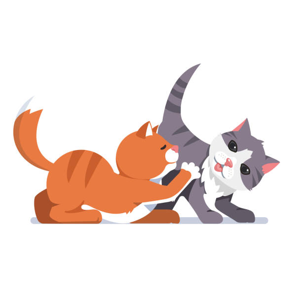 stockillustraties, clipart, cartoons en iconen met twee jonge katten grijs en rood spelen spel samen. vlakke geïsoleerde vector - twee dieren