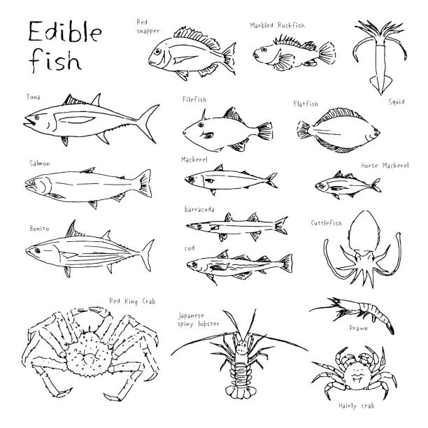 illustrazioni stock, clip art, cartoni animati e icone di tendenza di tipo di pesci commestibili, illustrazione di schizzo disegnata a mano - tonnetto