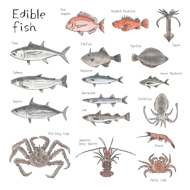 illustrazioni stock, clip art, cartoni animati e icone di tendenza di tipo di pesci commestibili, illustrazione ad acquerello di schizzo disegnato a mano - tonnetto