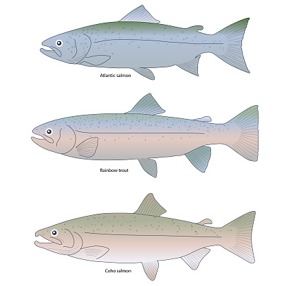 3 type of salmon