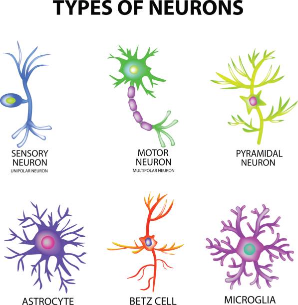 Types of neurons. Structure sensory, motor neuron, astrocyte, pyromidal, Betz cell, microglia. Set. Infographics. Vector illustration on isolated background Types of neurons. Structure sensory, motor neuron, astrocyte, pyromidal, Betz cell, microglia. Set. Infographics Vector illustration on isolated background central nervous system stock illustrations