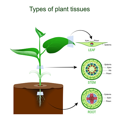 Types of plant tissues